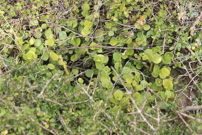 Peperomia urvilleana, photographed by Joe Dillon