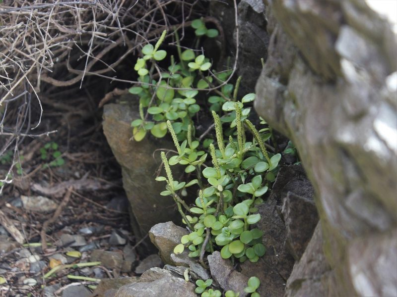 Peperomia urvilleana, photographed by Joe Dillon