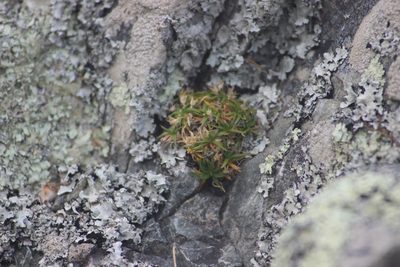 Colobanthus muelleri, photographed by Joe Dillon