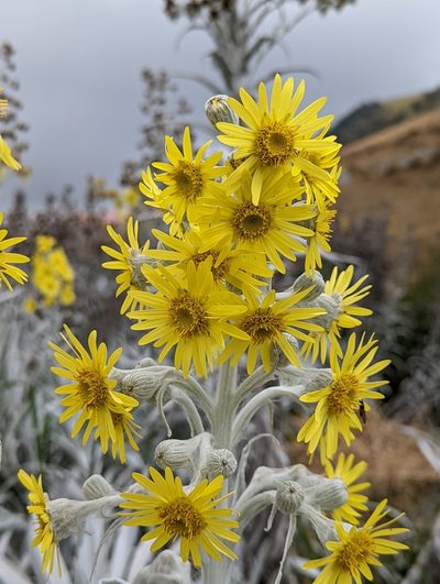Senecio niveoaureus, photographed by My-Lan Le