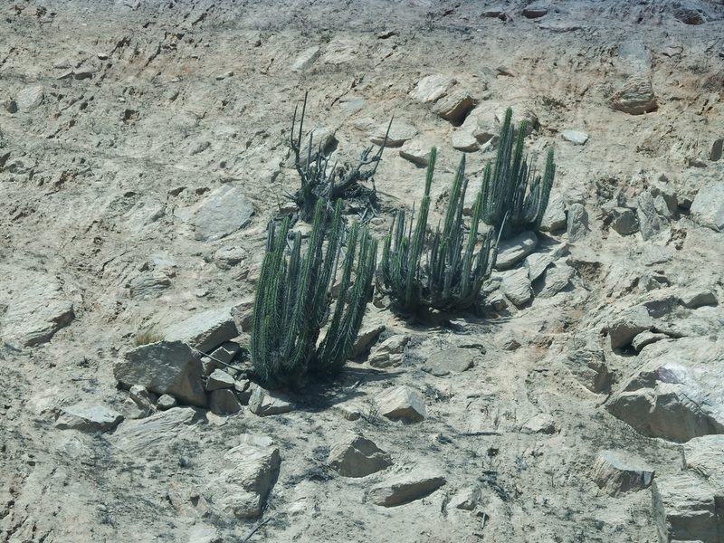 Corryocactus brachypetalus, photographed by cstobie