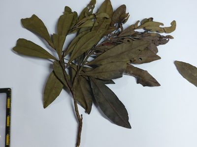 Myrica rubra, photographed by 胡正恆(Jackson Hu)
