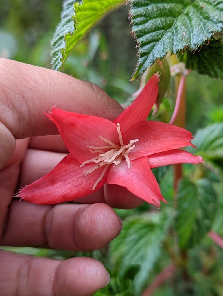 Begonia umbellata, photographed by My-Lan Le