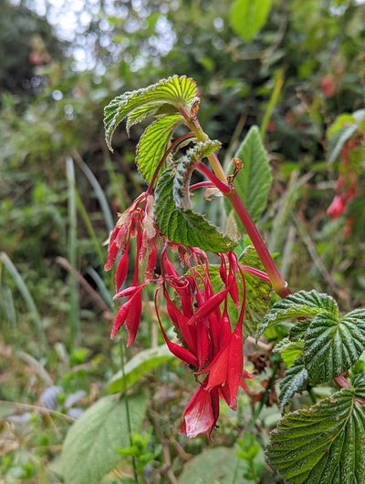 Begonia umbellata, photographed by My-Lan Le