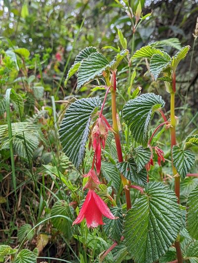 Begonia umbellata, photographed by My-Lan Le