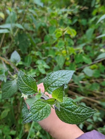 Jaltomata viridiflora, photographed by My-Lan Le