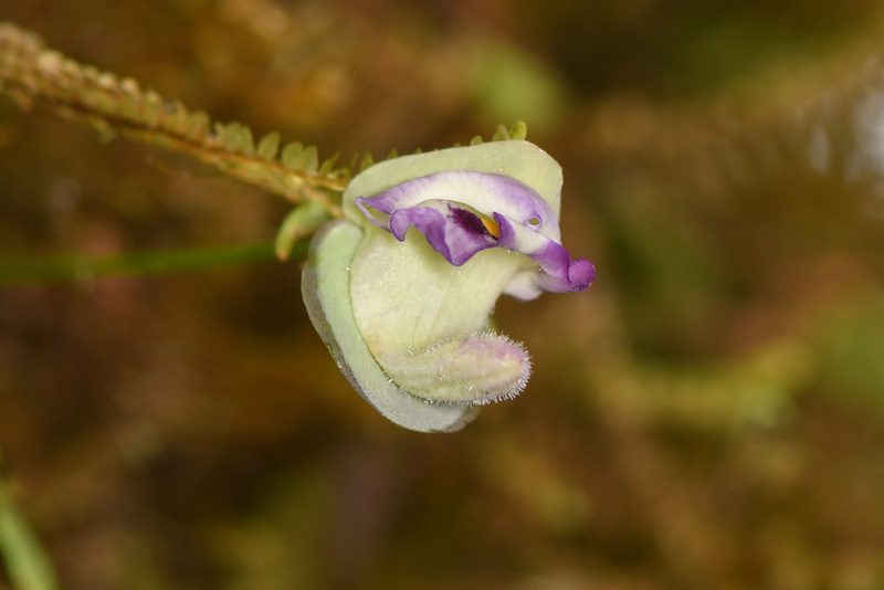 Utricularia jamesoniana, photographed by Trevor Van Loon
