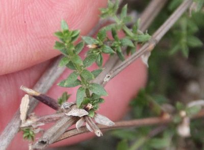 Galium nuttallii, photographed by Millie Basden