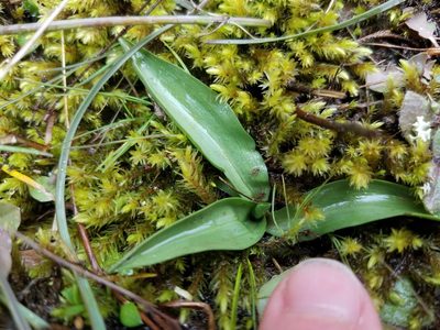 Spiranthes vernalis, photographed by Leila Dasher