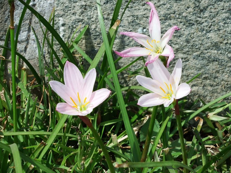 Zephyranthes carinata, photographed by cstobie