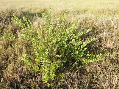 Baccharis scandens, photographed by cstobie