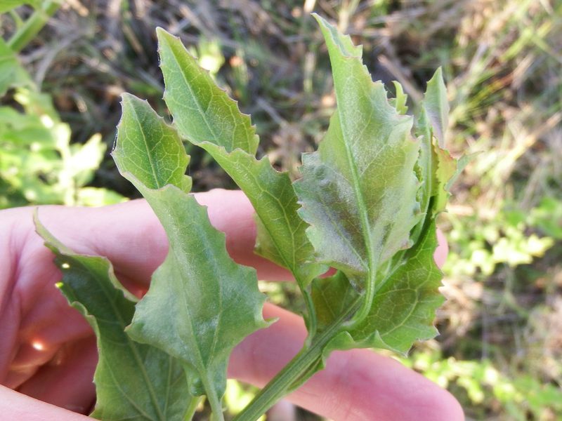 Baccharis scandens, photographed by cstobie