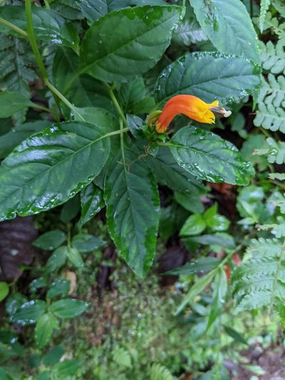 Centropogon solanifolius, photographed by Trevor Van Loon