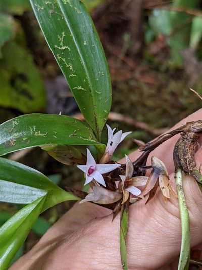 Maxillaria schlechteriana, photographed by Trevor Van Loon