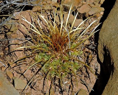 Parodia maassii, photographed by Hugo Hulsberg