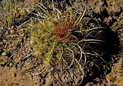 Parodia maassii, photographed by Hugo Hulsberg