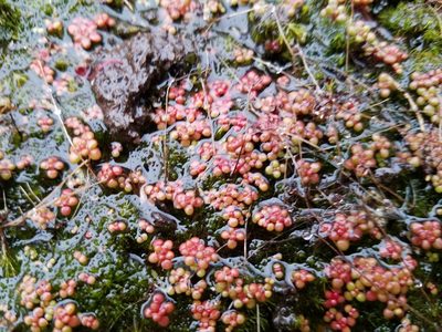 Sedum smallii, photographed by Leila Dasher