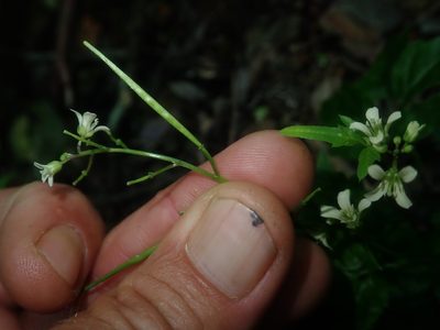 Cardamine africana, photographed by Jimmy Whatmore