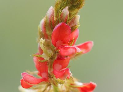 Indigofera hirsuta, photographed by 葉子