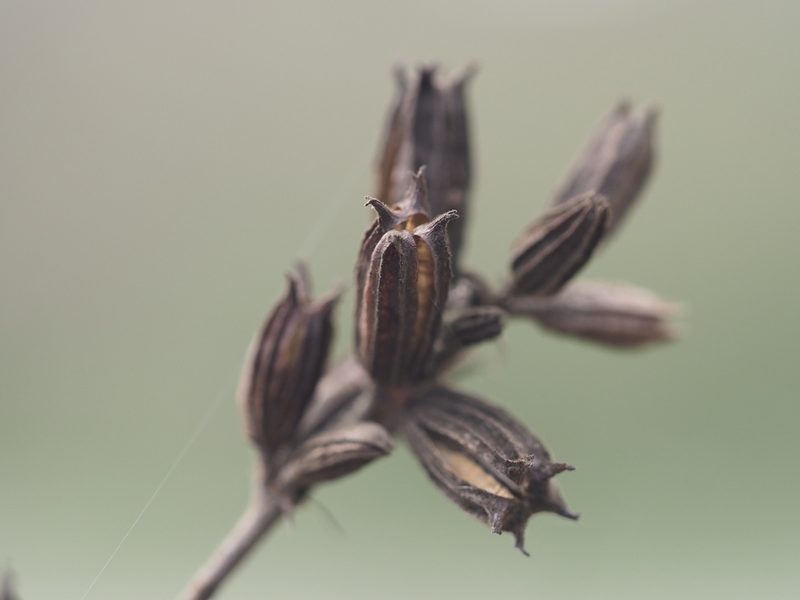 Corchorus aestuans, photographed by 葉子