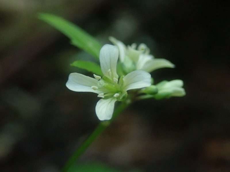 Cardamine africana, photographed by Jimmy Whatmore