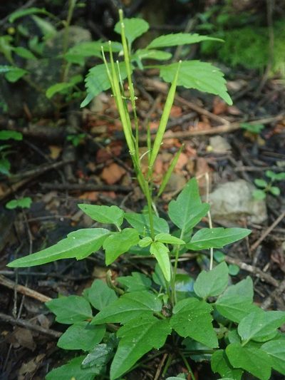 Cardamine africana, photographed by Jimmy Whatmore