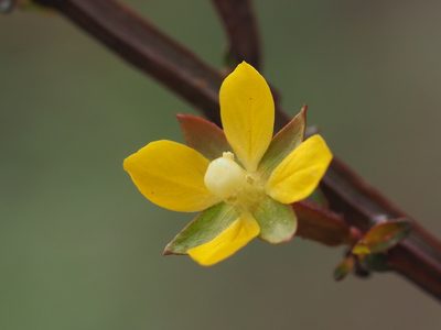 Ludwigia erecta, photographed by 葉子
