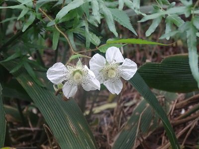 Rubus croceacanthus, photographed by 雲一百香果