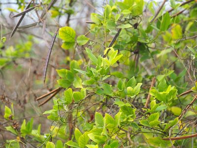 Centrosema pubescens, photographed by 葉子
