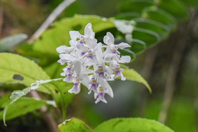 Epidendrum endresii, photographed by Trevor Van Loon