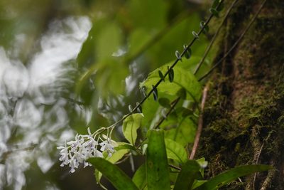 Epidendrum endresii, photographed by Trevor Van Loon