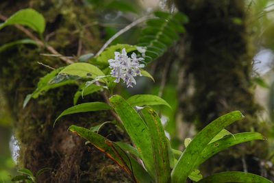 Epidendrum endresii, photographed by Trevor Van Loon
