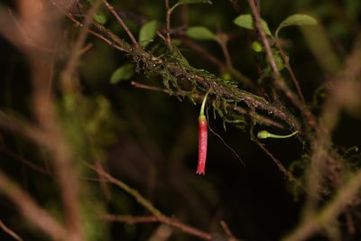 Gonocalyx pterocarpus, photographed by Trevor Van Loon