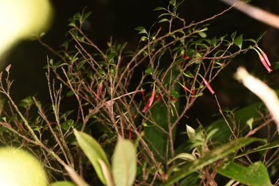 Gonocalyx pterocarpus, photographed by Trevor Van Loon