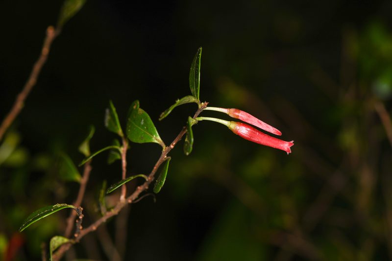 Gonocalyx pterocarpus, photographed by Trevor Van Loon