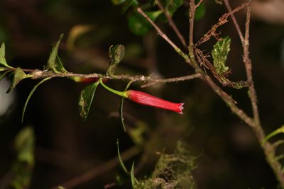 Gonocalyx pterocarpus, photographed by Trevor Van Loon