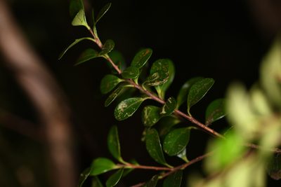 Gonocalyx pterocarpus, photographed by Trevor Van Loon