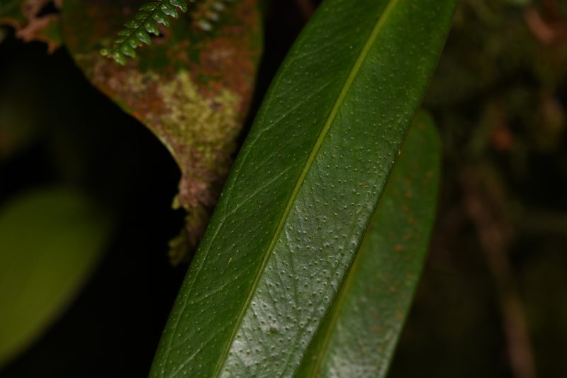 Anthurium utleyorum, photographed by Trevor Van Loon