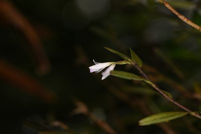 Acrorchis roseola, photographed by Trevor Van Loon