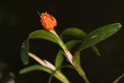 Scaphyglottis sigmoidea, photographed by Trevor Van Loon