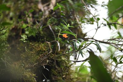 Scaphyglottis sigmoidea, photographed by Trevor Van Loon