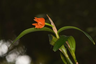 Scaphyglottis sigmoidea, photographed by Trevor Van Loon