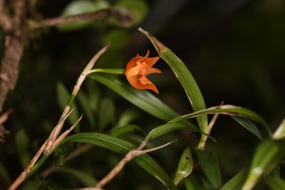Scaphyglottis sigmoidea, photographed by Trevor Van Loon