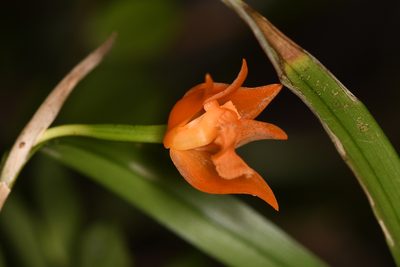 Scaphyglottis sigmoidea, photographed by Trevor Van Loon