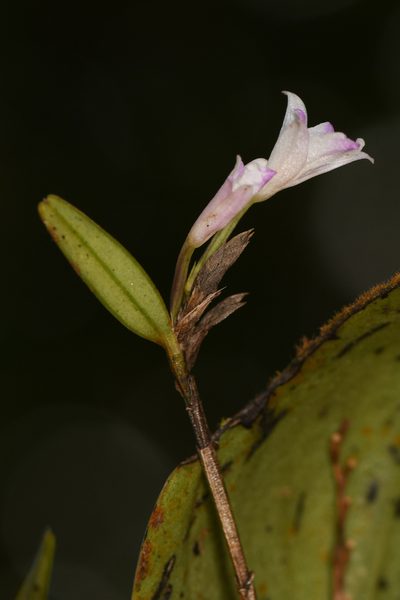 Acrorchis roseola, photographed by Trevor Van Loon