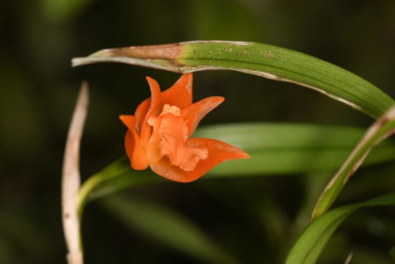 Scaphyglottis sigmoidea, photographed by Trevor Van Loon