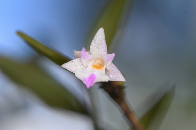 Acrorchis roseola, photographed by Trevor Van Loon