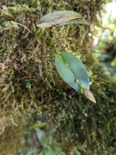 Stelis carpinterae, photographed by Trevor Van Loon