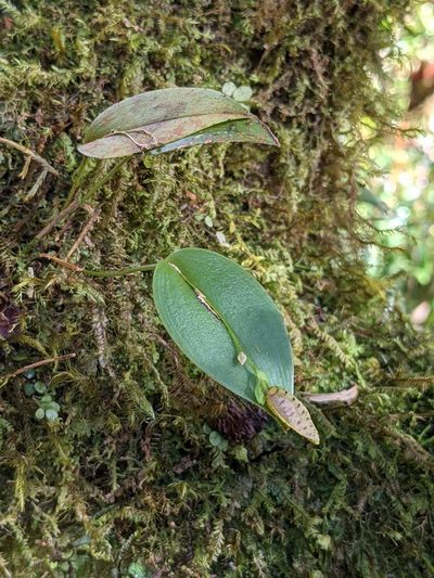 Stelis carpinterae, photographed by Trevor Van Loon