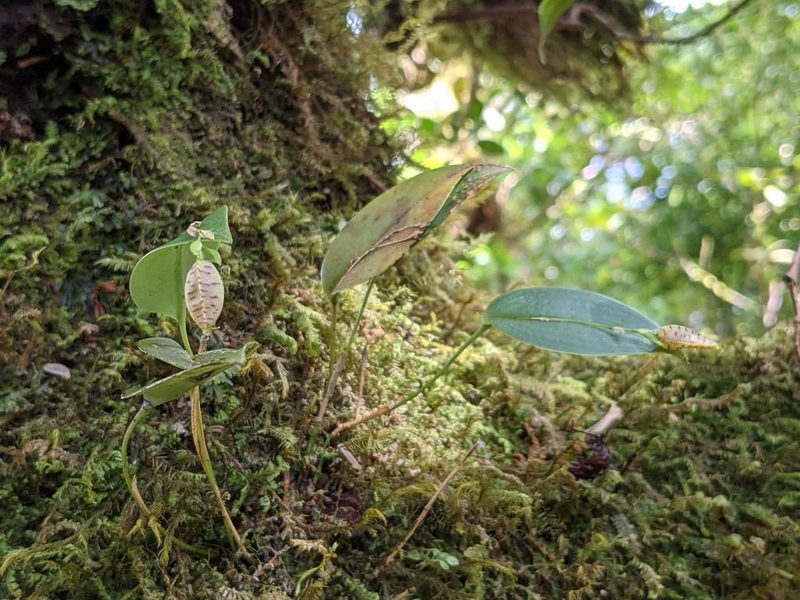 Stelis carpinterae, photographed by Trevor Van Loon